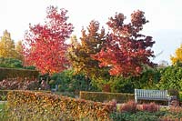 Autumn colouring of sweetgum, Liquidambar styraciflua 