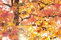 Autumn colouring of sweet gum, Liquidambar styraciflua 