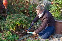 Pruning perennial beds in autumn 