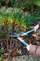 Pruning perennial beds in autumn 