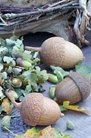 Wooden acorns 