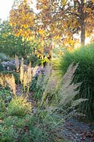 Autumn garden with diamond grass and hickory tree, Achnatherum brachytricha, Carya ovata 