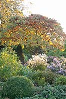 Autumn garden with sumac, Rhus typhina 