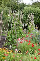 Beans on the scaffolding in the natural garden 