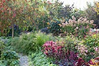 Bed in autumn, Hydrangea Limelight, Sedum, Hakonechloa Macra, Dahlia David Howard, Malus Red Sentinel 