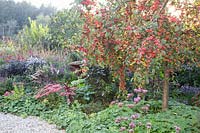 Autumn bed with ornamental apple, Malus Red Sentinel 