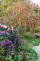 Autumn bed with ornamental apple, Malus Red Sentinel, Dahlia Melody Harmony, Aster, Sedum 