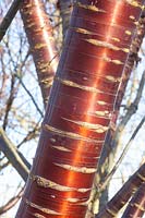 Bark of the Tibetan cherry, Prunus serrula 