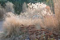 Grass bed in winter, Miscanthus, Deschampsia cespitosa, Sedum Matrona 