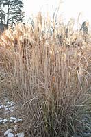 Chinese silver grass in winter, Miscanthus sinensis Rigoletto 