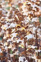 Portrait of panicle hydrangea in winter, Hydrangea paniculata Last Post 