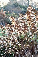 Portrait of panicle hydrangea in winter, Hydrangea paniculata Last Post 