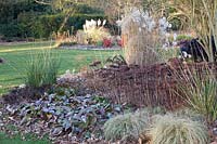 Perennials and grasses in winter, Miscanthus, Sedum, Bergenia, Carex Frosted Curls 