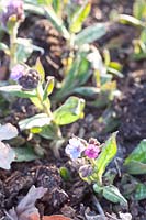 Sprouting of lungwort, Pulmonaria Lewis Palmer 