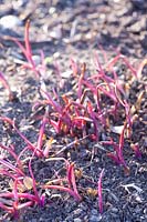 Sprouting of Spiderwort, Tradescantia Red Grape 