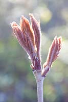 Sprouting of rowan, Sorbus esserteauana Flava 
