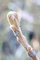 Sprouting of slit-leaved walnut, Juglans regia Laciniata 