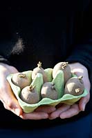Hand holding egg carton with pre-grown seed potatoes Linda, Solanum tuberosum Linda 