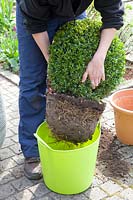 Woman watering root ball of boxwood plant, Buxus sempervirens 