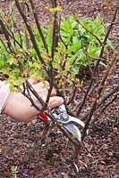 In spring, cut back dead wood to the base of roses 