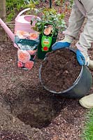 Fill the planting hole with rose soil, Rosa Garden of Roses 
