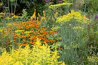 Bed in orange and yellow, Helenium, Solidaster Lemore, Anethum graveolens 