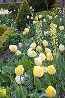 Tulip bed with Tulipa Maja, Tulipa Verona, Tulipa Francoise, Tulipa Ivory Floradale, Fritillaria persica Ivory Bells 