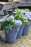 Blue hydrangeas in pots, Hydrangea macrophylla 
