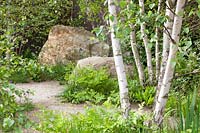 Natural garden with birch, Betula 