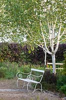 Seating under birch trees, Betula jaquemontii Grayswood Ghost 