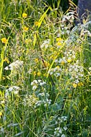 Wildflower meadow, grasses, buttercup, cow parsley, ranunculus, anthriscus sylvestris 