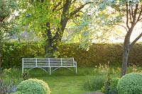 Seating area under lime tree and wildflower meadow, grasses, buttercup, cow parsley, Tilia cordata, Ranunculus, Anthriscus sylvestris 