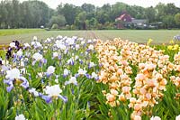 Iris field,Iris barbata 