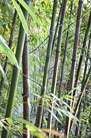 Portrait Bamboo, Phyllostachys nigra Boryana 