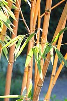 Portrait Bamboo, Phyllostachys vivax 
