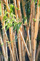 Portrait Bamboo, Phyllostachys vivax 