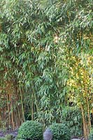 Portrait Bamboo, Phyllostachys aureosulcata Spectabilis 