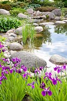 Pond bank with Japanese iris, Iris ensata 
