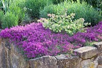 Herb bed, Thymus serpyllum Purple Beauty, Origanum Kent Beauty 