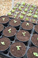 Seedlings of Oregano and Speedwell, Origanum Rose Dome, Veronica Fascination 