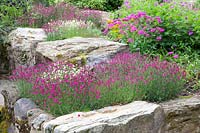 Rock garden with carnations, dianthus 