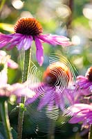 Spider web between coneflower, echinacea 