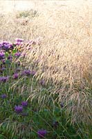 Indian nettle and hair grass, Monarda, Deschampsia cespitosa 