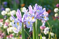 Dutch Iris, Iris hollandica 