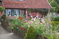 Garden in midsummer, Lathyrus odoratus 