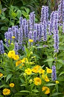 Sneezeweed and sneezeweed, Agastache Blue Fortune, Helenium Double Trouble 