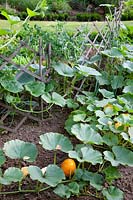 Hokkaido pumpkin and peas on the trellis, Cucurbita pepo, Pisum sativum 