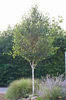 Birch, Betula jaquemontii 