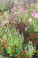 Bed with fountain grass, marigolds, verbena, spider plant, Pennisetum setaceum Rubrum, Tagetes, Verbena bonariensis, Cleome 
