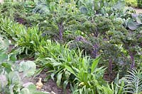 Bed with kale and salsify, Brassica oleracea Redbor, Scorzonera hispanica 